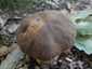 Bronzos vargánya (Boletus aereus), Budai-hegység